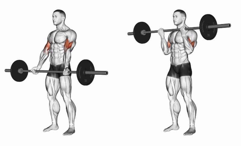 Best Bicep Exercises - Barbell Curls