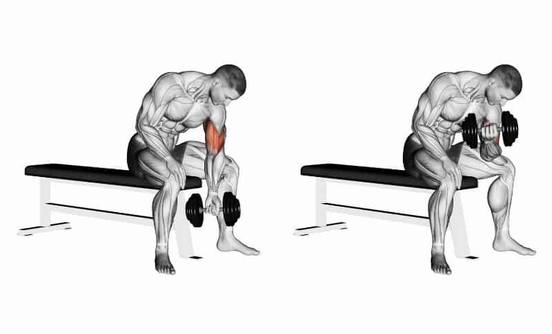 Best Bicep Exercises - Concentrated Dumbbell Curls