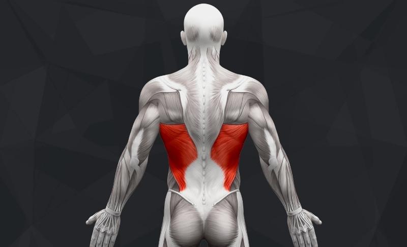 The Best Lower Back Exercises