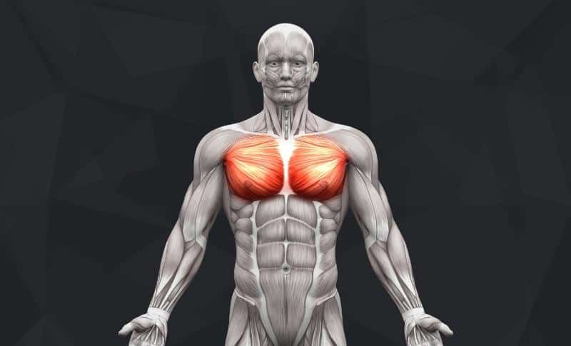 The Best Lower Chest Exercises