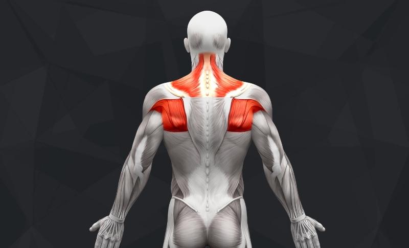 Shoulder blade best sale muscle workout