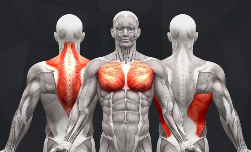 Upper body muscle online exercises