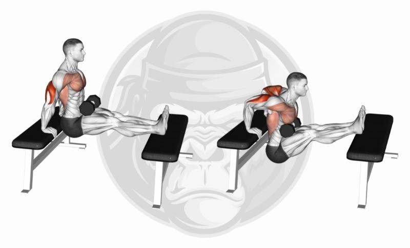 Best Lateral Head Tricep Exercises - Bench Dips