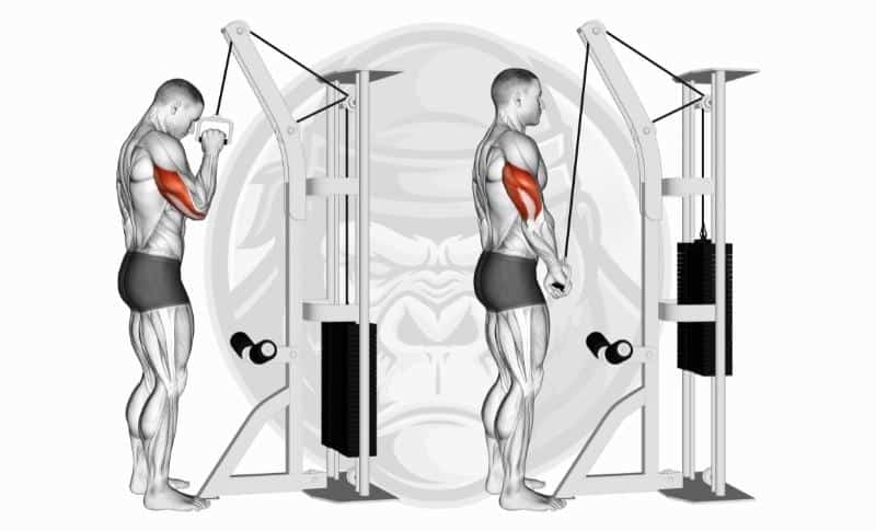 Best Long Head Tricep Exercises - Cable Tricep Pushdowns