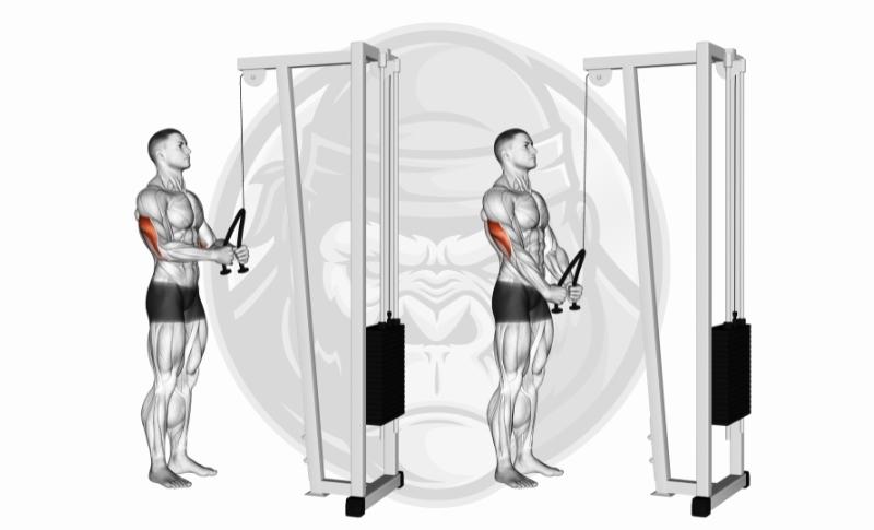 Best Medial Head Tricep Exercises - Cable Rope Pushdowns