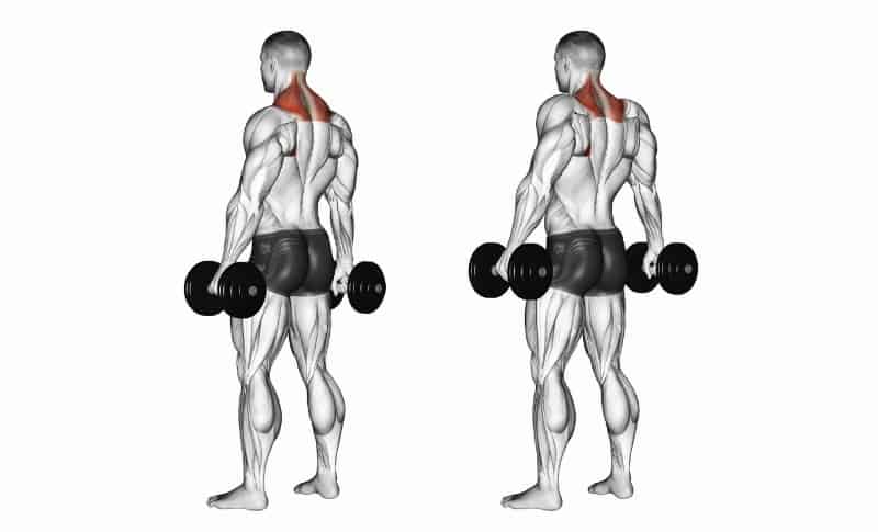 Best Upper Back Exercises - Shrugs