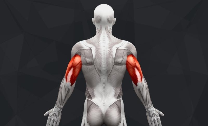 The Best Long Head Tricep Exercises