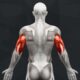 The Best Medial Head Tricep Exercises