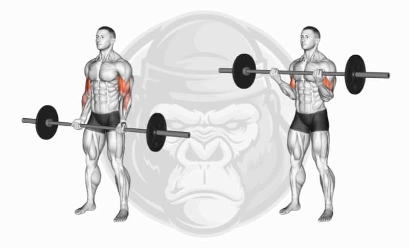 Best Arm Exercises - Barbell Bicep Curls