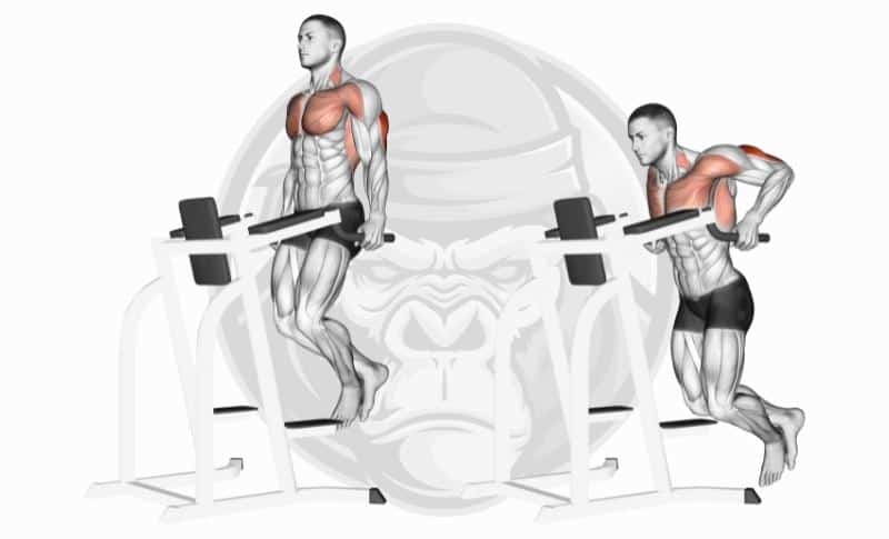 Best Arm Exercises - Tricep Dips