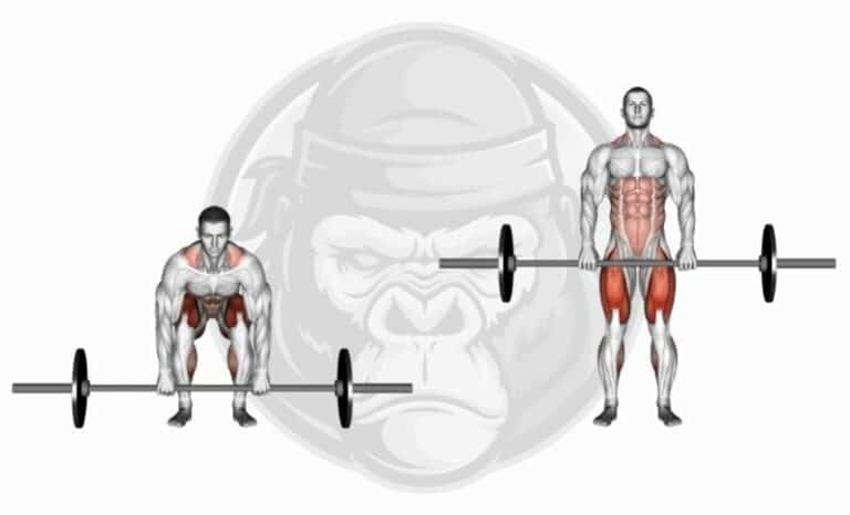 The 10 Best Lat Exercises (Updated 2022) - Jacked Gorilla