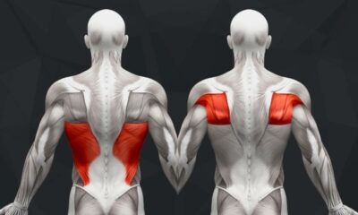 The Best Back Exercises