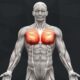 The Best Chest Exercises