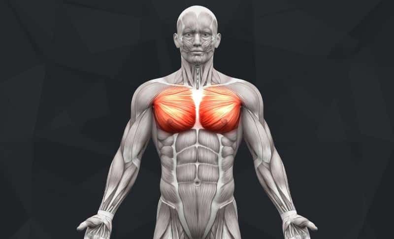 The Best Chest Exercises