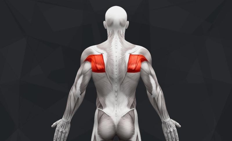 The Best Lat Exercises