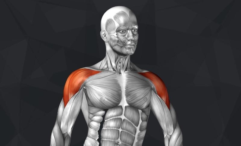 The 10 Best Shoulder Exercises - Bút Chì Xanh