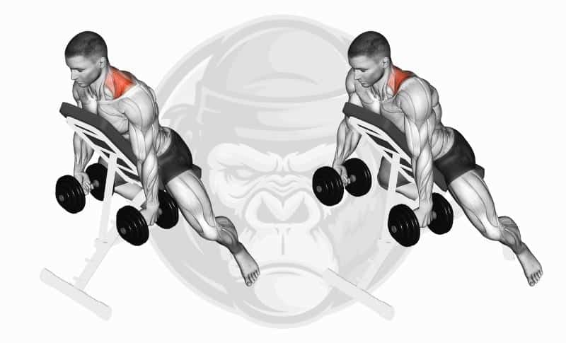 Best Rhomboid Exercises - Chest Supported Shrugs