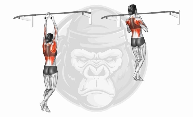 Best Short Head Bicep Exercises - Chin-Ups