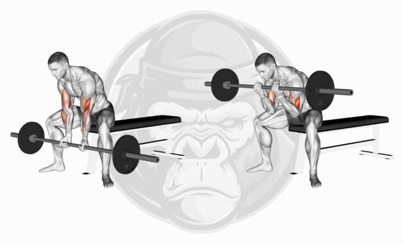 Best Short Head Bicep Exercises - Seated Barbell Curls