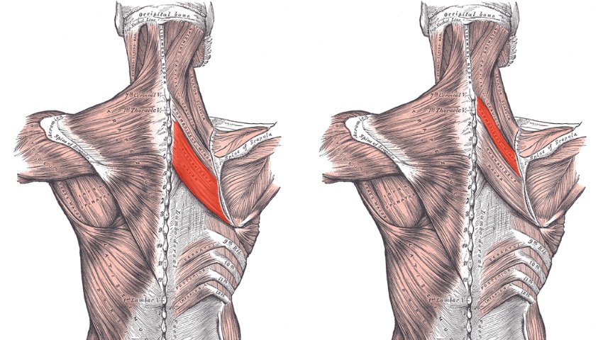 Rhomboid Anatomy - What are the Rhomboid Muscles